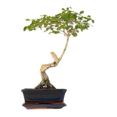 Ligustrum Bonsai S formos P20 LIG4