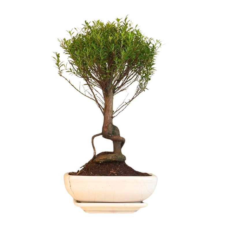 Syzygium Bonsai P20 tiesus SZ002
