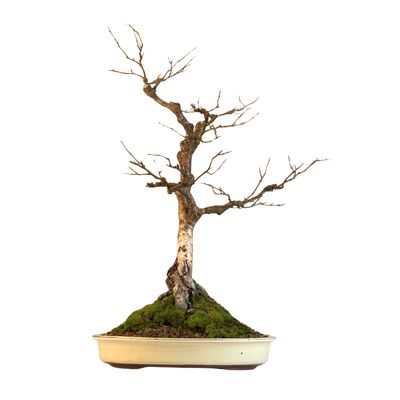 Bonsai beržas (Betula) P40 exklusiv