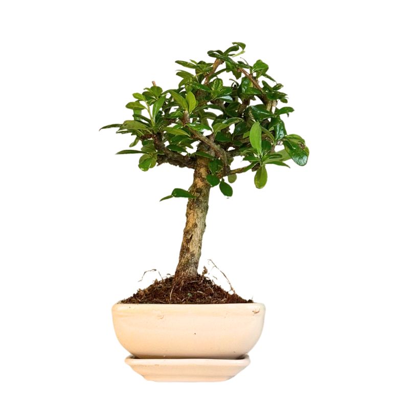 Carmona Bonsai (Arbatmedis) P12