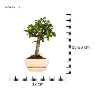 Carmona Bonsai (Arbatmedis) P12
