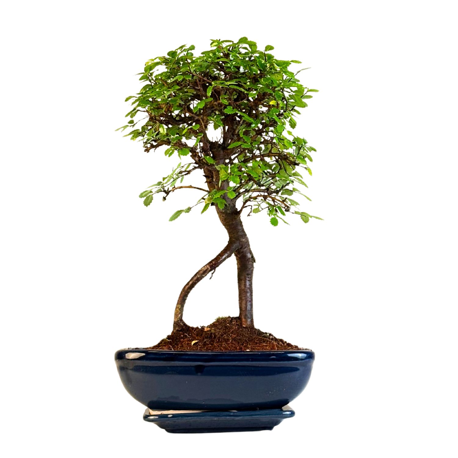 Bonsai Chinese Elm - Kiniška guoba iškeltomis šaknimis P20 K001
