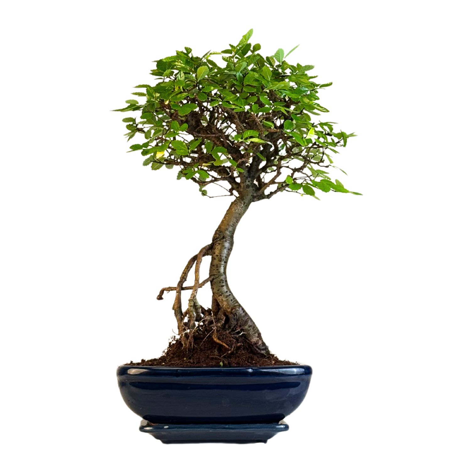 Bonsai Chinese Elm - Kiniška guoba iškeltomis šaknimis P20 K004