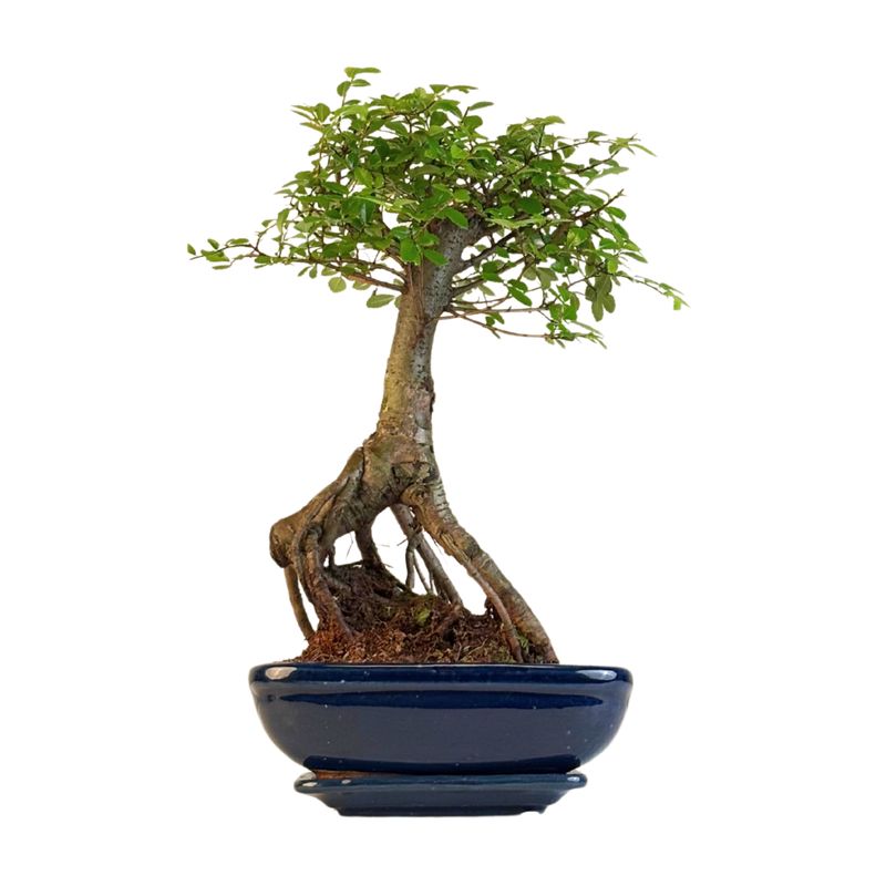 Bonsai Chinese Elm - Kiniška guoba iškeltomis šaknimis P20 K002