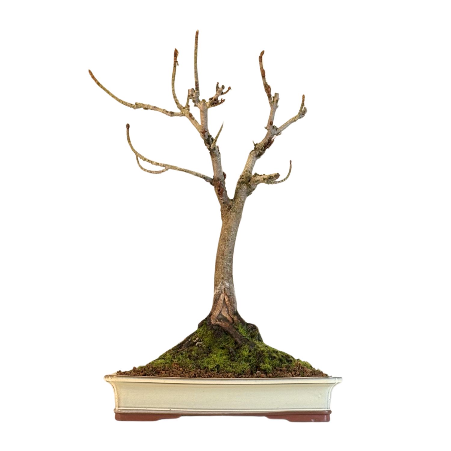 Bonsai Kaštonas (Aesculus)