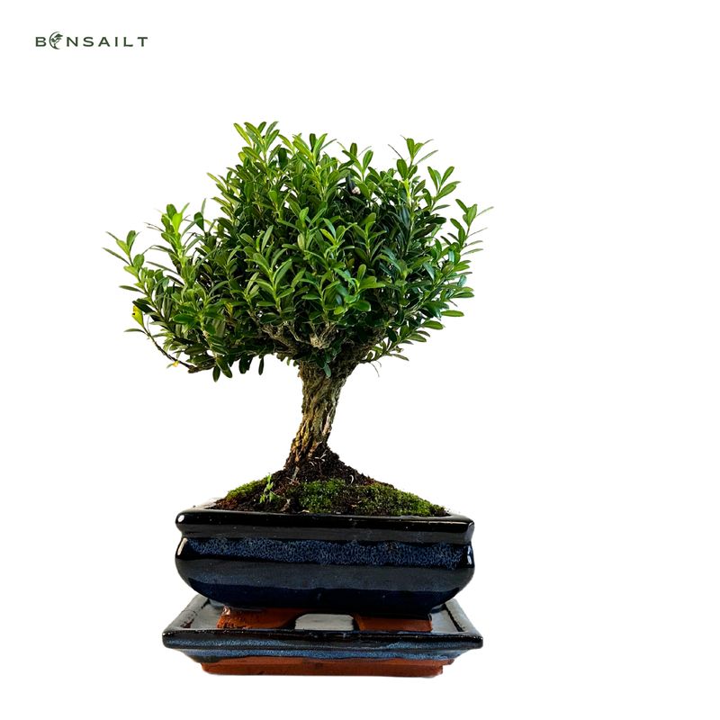 Buxus P15 tiesus bonsai medis Buxus P15 tiesus bonsai medis