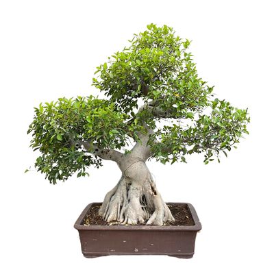 Ficus kambarinis Bonsai XXL II