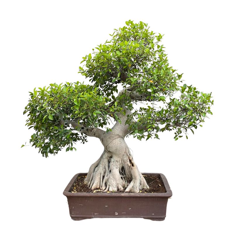 Ficus kambarinis Bonsai XXL II