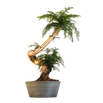 Araucaria Cunninghamii P25 ARC3