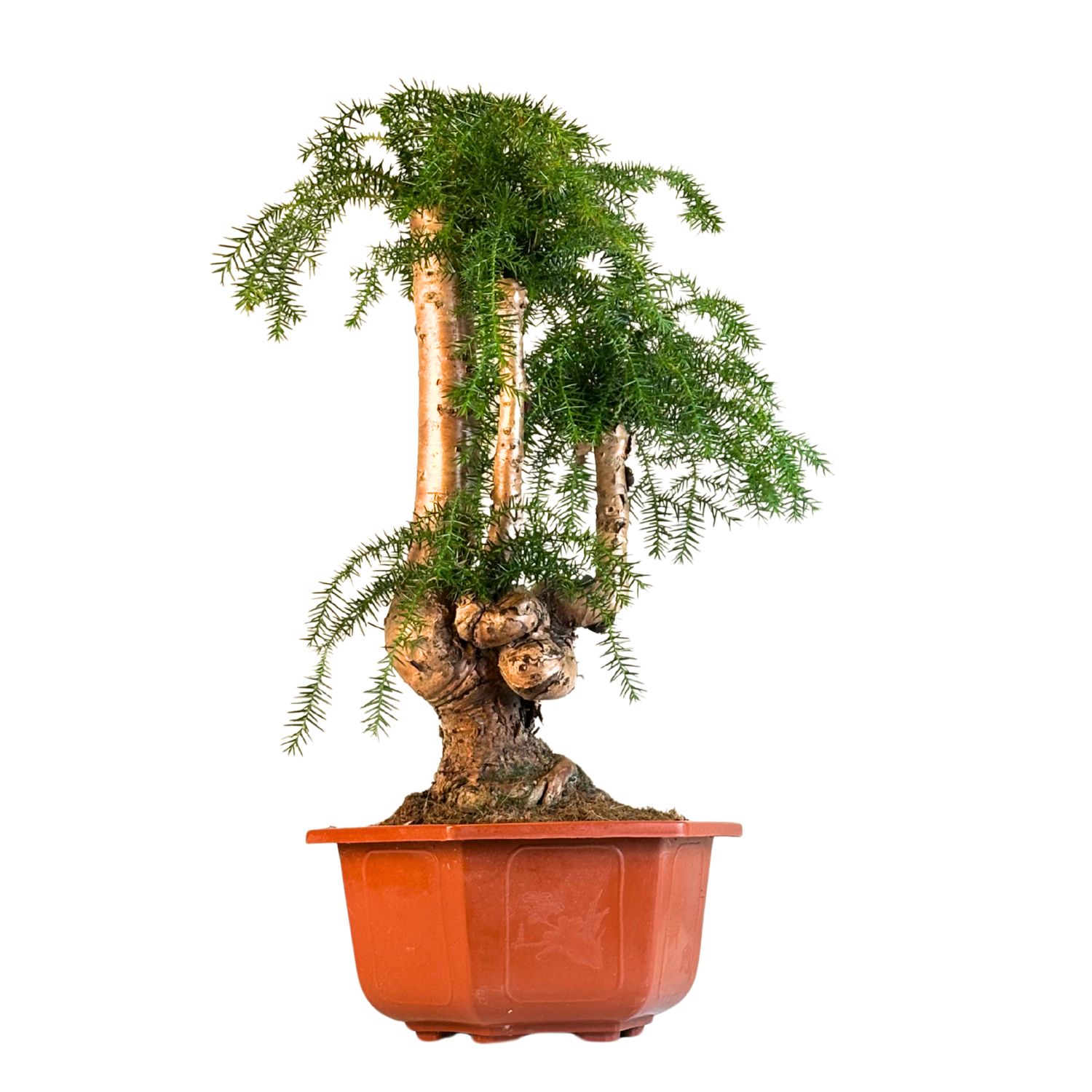 Araucaria Cunninghamii "Hexagon" P26 CJ01