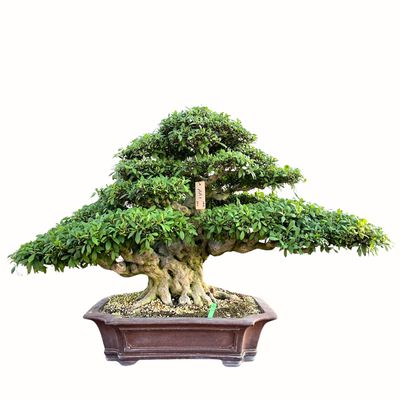 Satsuki Azalija - Kozan