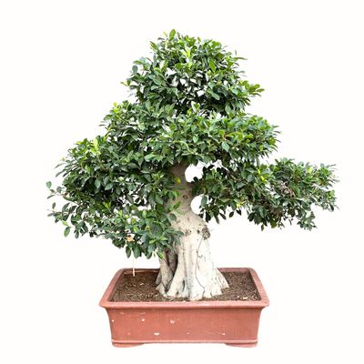Ficus kambarinis Bonsai XXL
