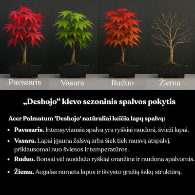 Japoniškas Deshojo klevas P30 DO2