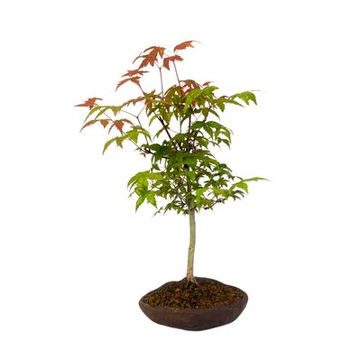 Japoniškas Acer Deshojo Bonsas P12 (Japoniškas klevukas) neskiepytas