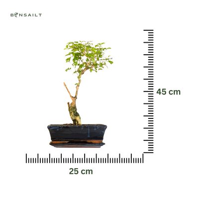 Ligustrum Bonsai P25 LIG001