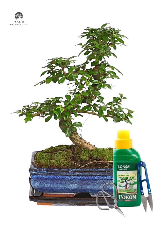 Carmona Bonsai S formos P25 gražus medelis + Pilnas komplektas