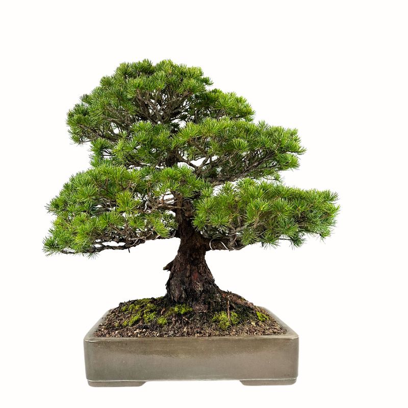 Japoniška baltoji pušis (Parviflora) P43 H74