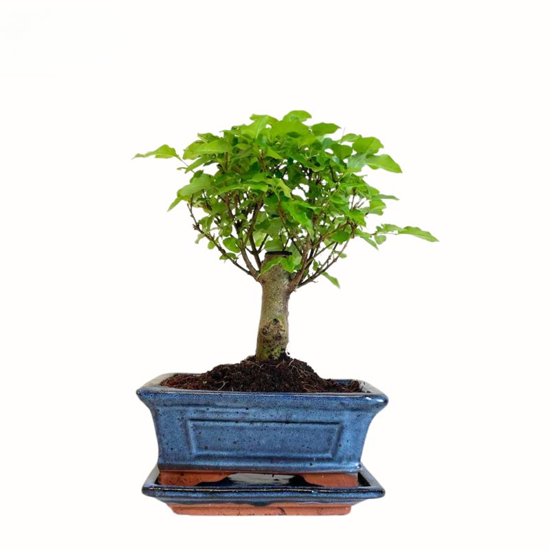 Ligustrum Bonsai P15 medelis