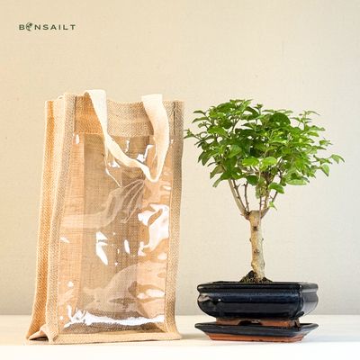 Ligustrum Bonsai P15 medelis