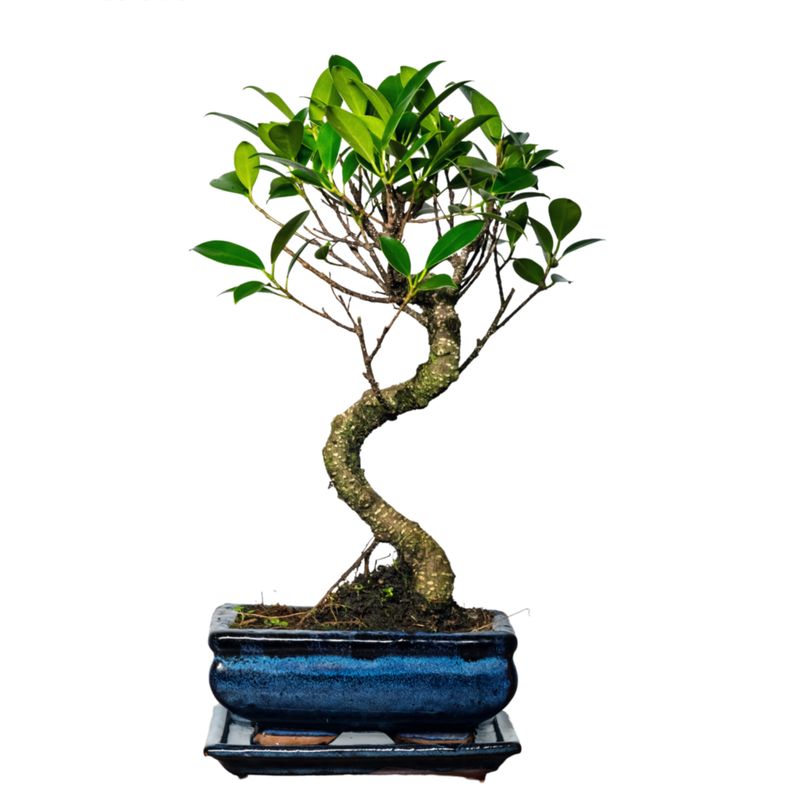 Ficus Bonsai S formos P15