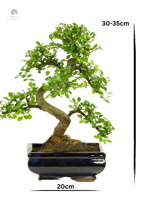 Chinese Elm - Kiniška guoba Bonsai S formos P20
