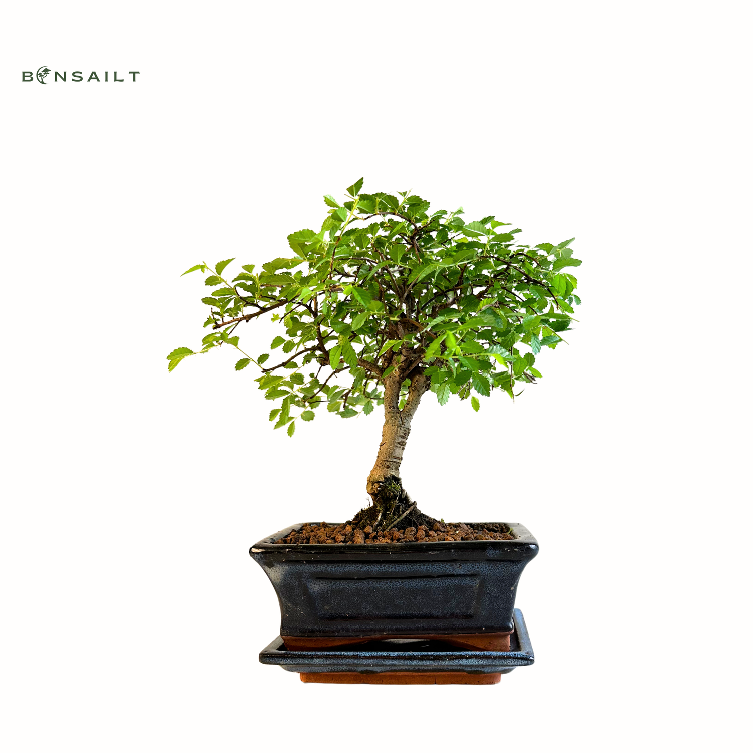 Chinese elm Bonsai - Kiniška guoba tiesus P15