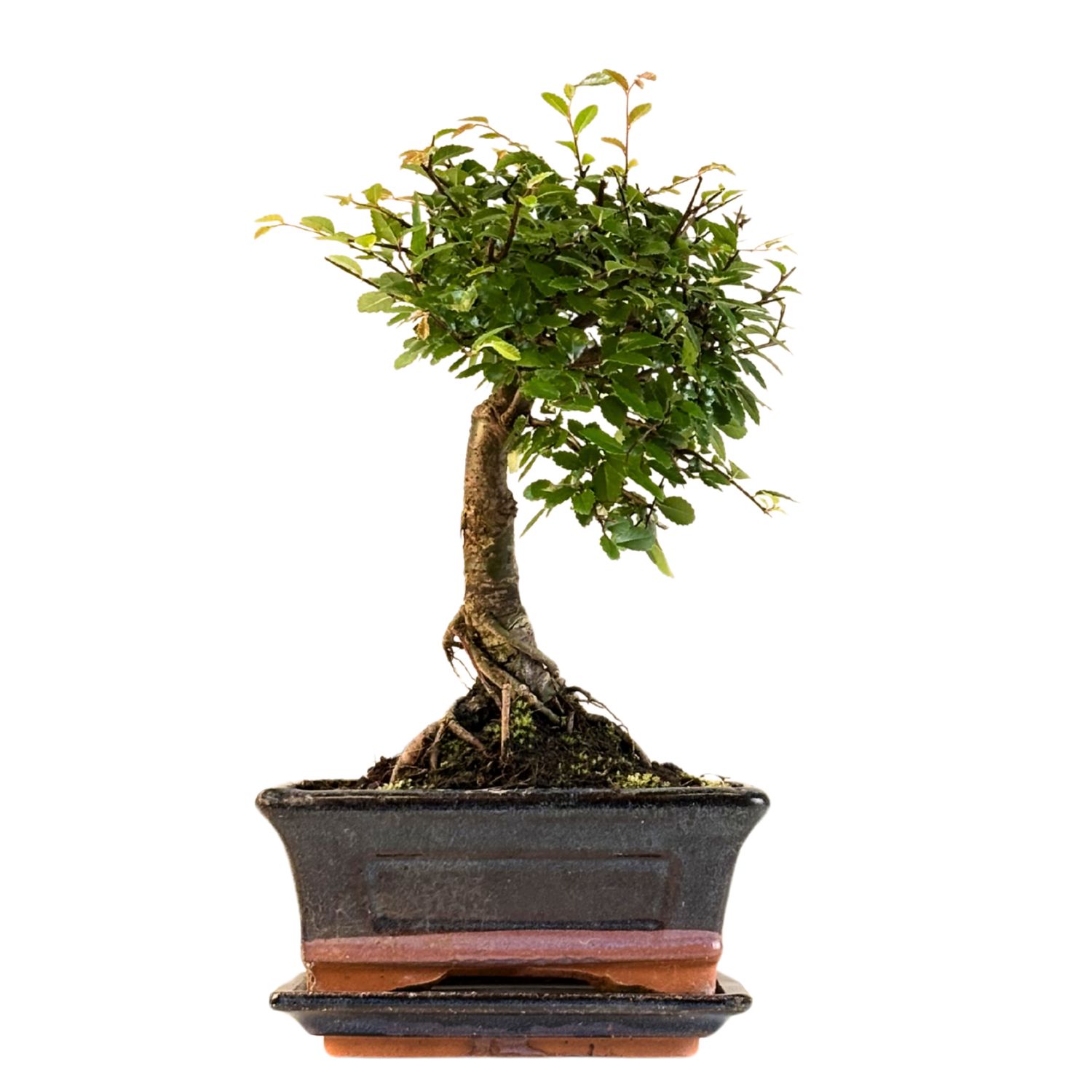 Chinese elm Bonsai - Kiniška guoba tiesus P15
