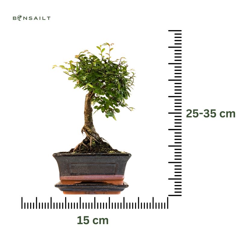 Chinese elm Bonsai - Kiniška guoba tiesus P15
