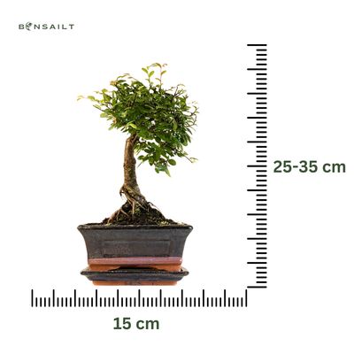 Chinese elm Bonsai - Kiniška guoba tiesus P15
