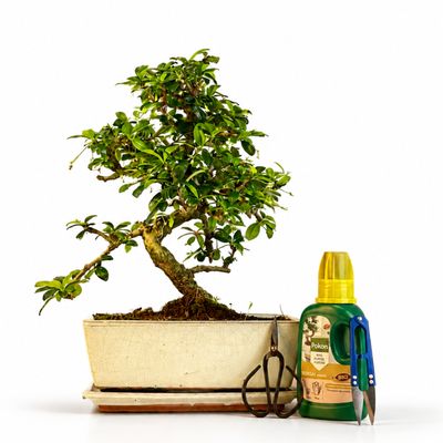 Carmona Bonsai S formos P25 gražus medelis + Pilnas komplektas