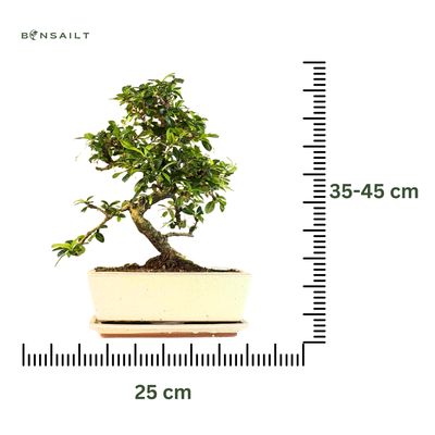 Carmona Bonsai S formos P25 gražus medelis + Pilnas komplektas