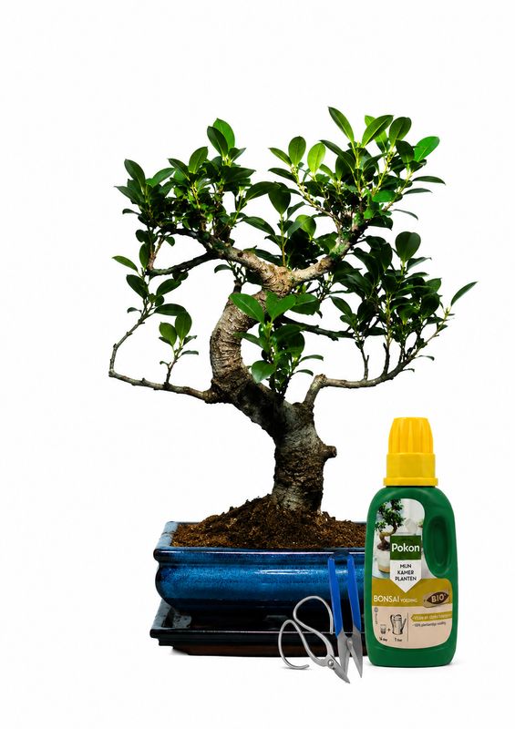 Ficus Bonsai P20 Pilnas medelio komplektas