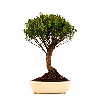 Syzygium Bonsai P20 tiesus