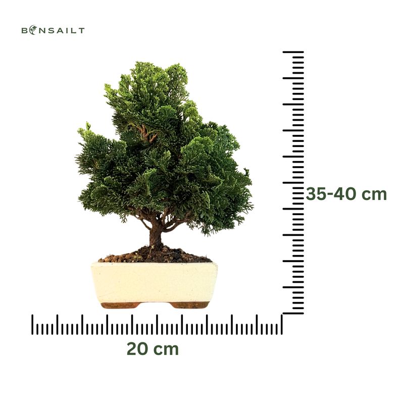 Hinoki Chamaecyparis bonsai medelis P20