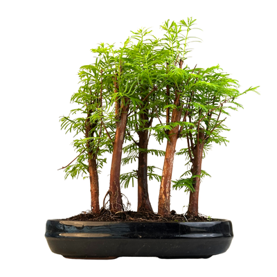 Metasequoia bonsai miškas  P25