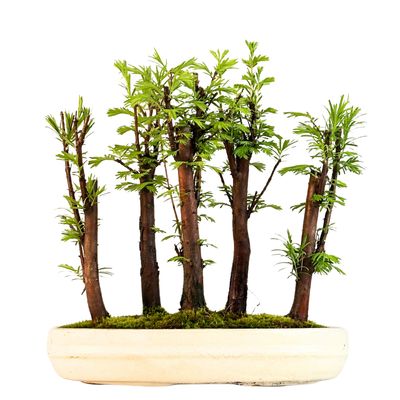 Metasequoia bonsai miškas  P25