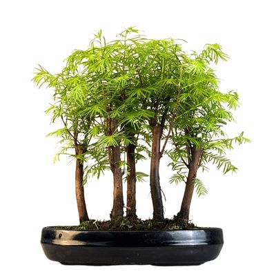 Metasequoia bonsai miškas  P25