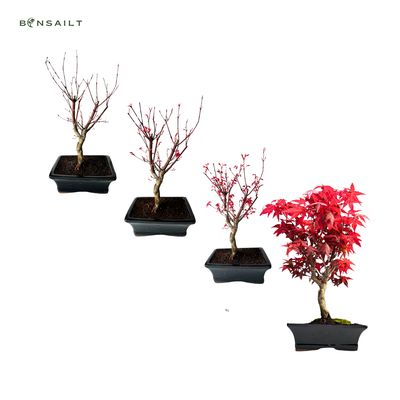Acer Palmatum Deshojo bonsai klevas P20