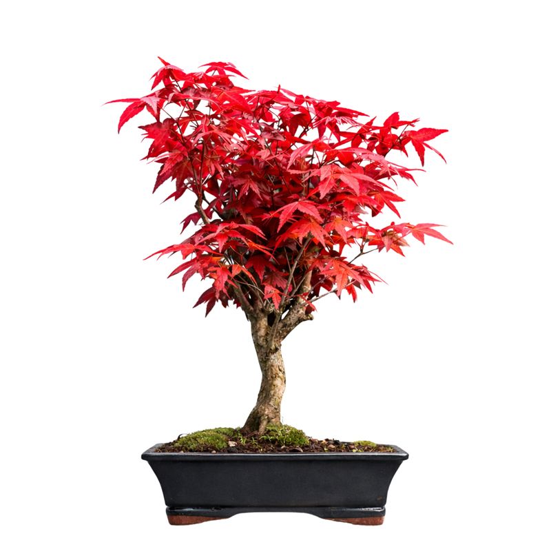 Acer Palmatum Deshojo bonsai klevas P20