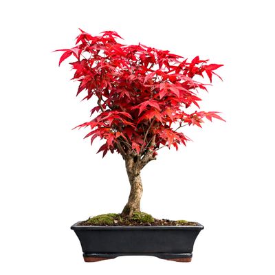 Acer Palmatum Deshojo bonsai klevas P20