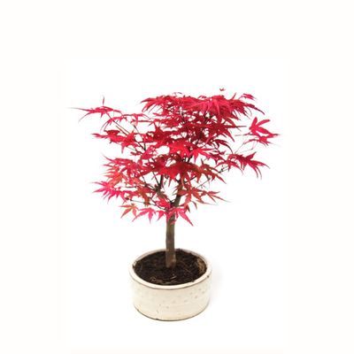 Acer Palmatum Deshojo Bonsai P12