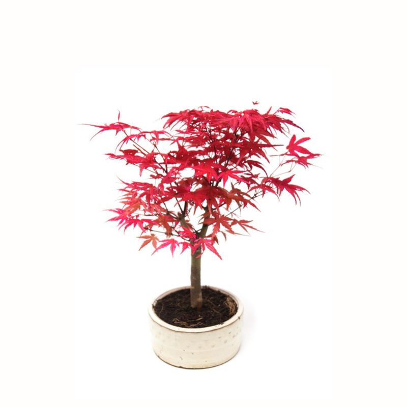 Acer Palmatum Deshojo Bonsai P12