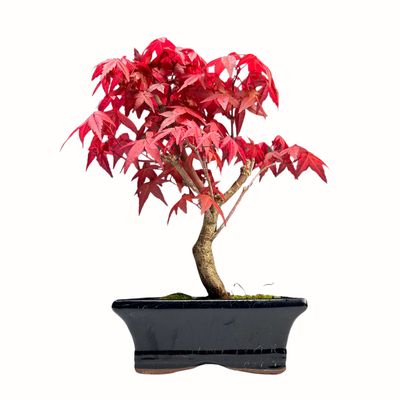 Acer Palmatum Deshojo P15