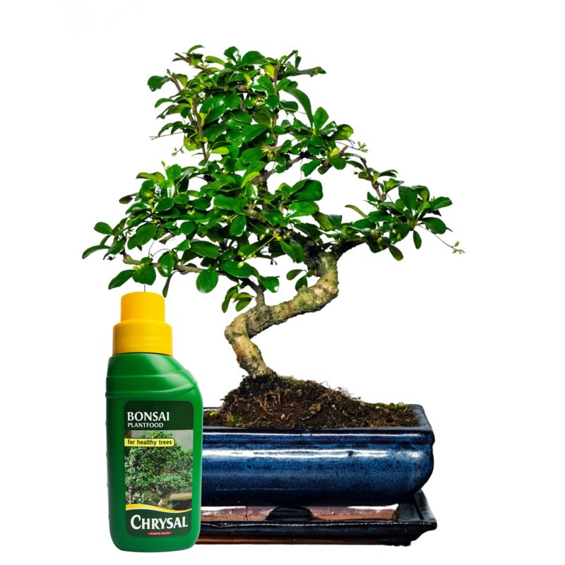 Carmona Bonsai P20 S medelis + trąšos