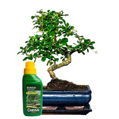 Carmona Bonsai P20 S medelis + trąšos