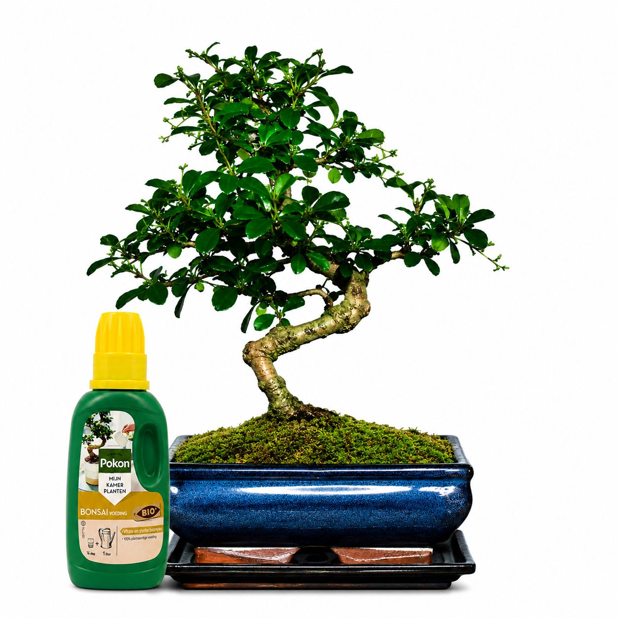 Carmona Bonsai P20 S medelis + trąšos