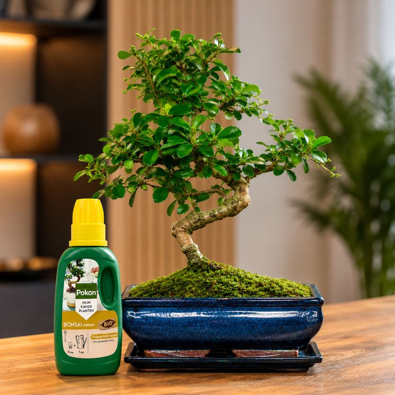 Carmona Bonsai P20 S medelis + trąšos