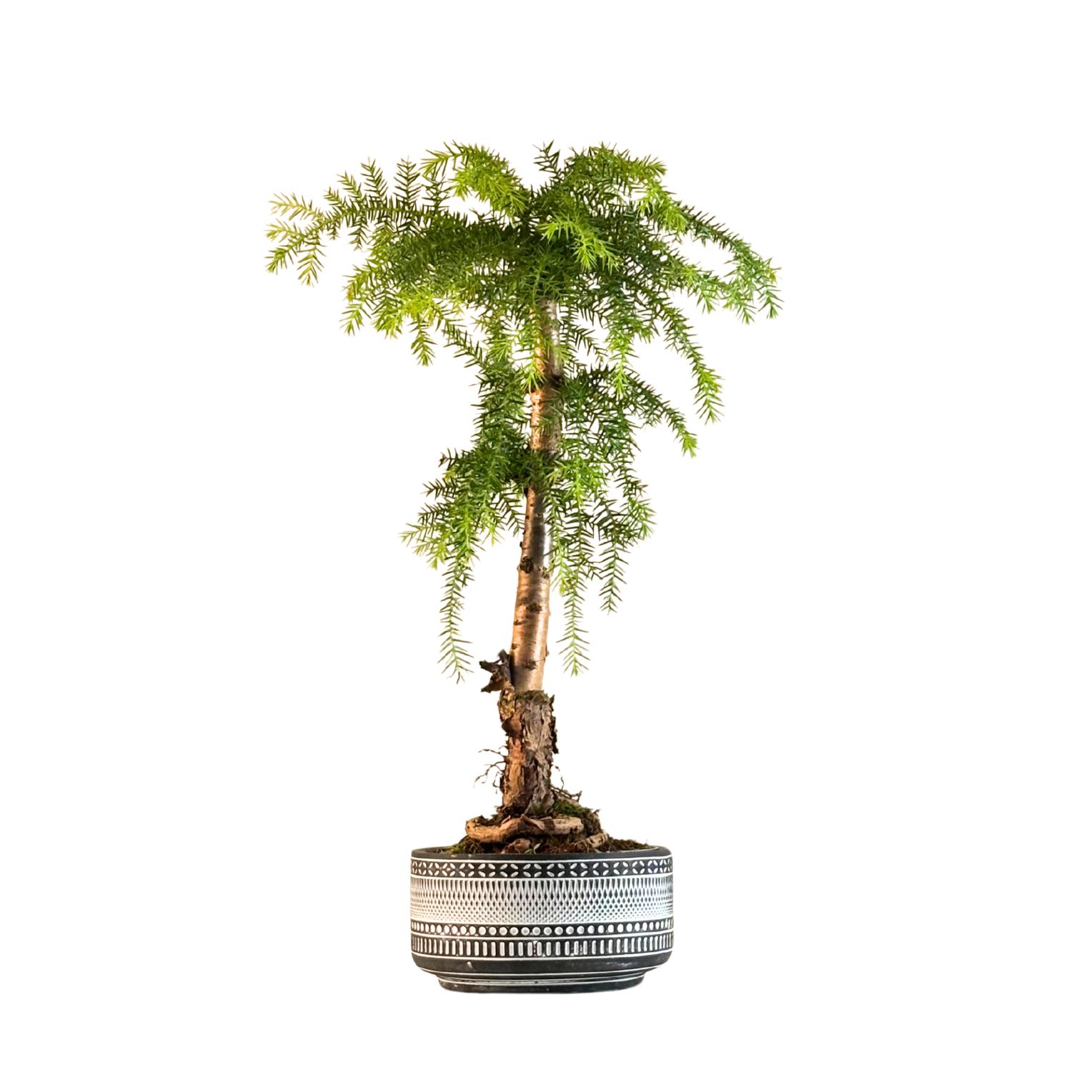 Araucaria kambarinis bonsai tamsiame vazone P17