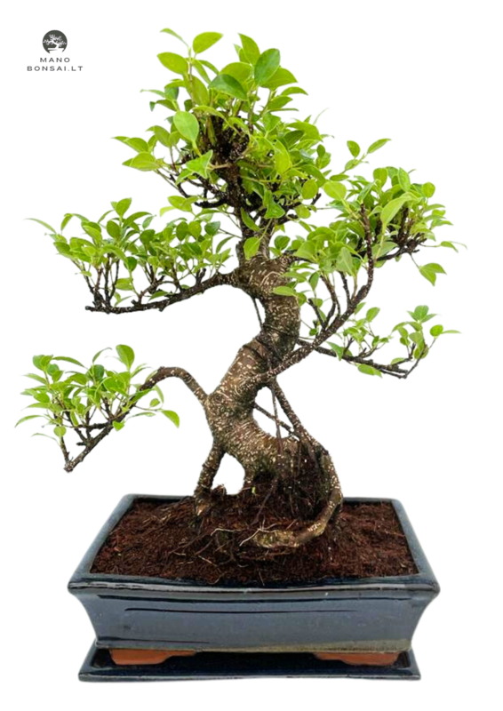 Ficus Bonsai P25 dekoratyvinis medis mėlynas