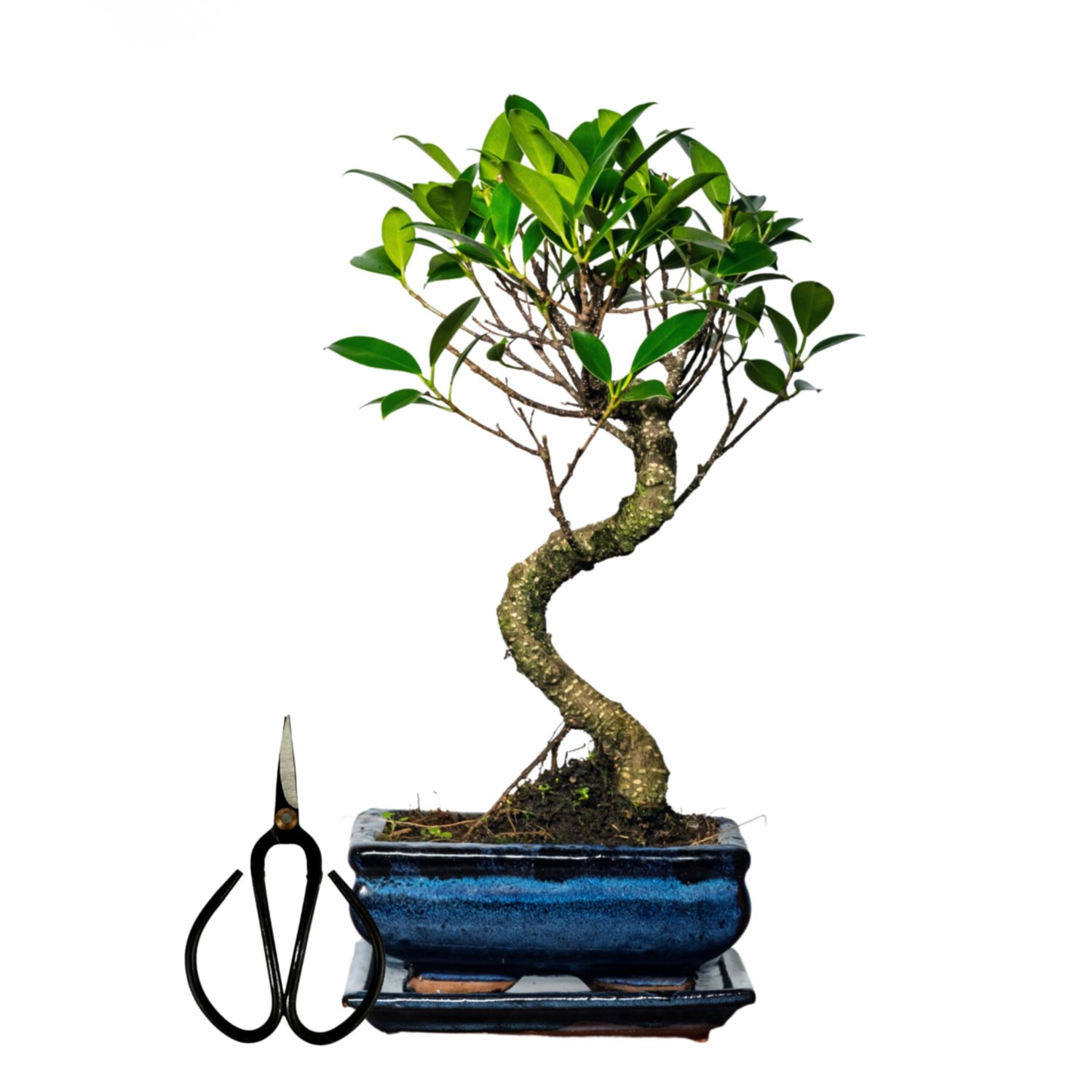 Ficus Bonsai S formos P15 + žirklutės D9